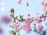 《清明》作者：黄成林【中华文化】成都头条