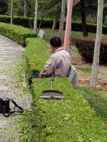 偶遇园丁修剪花木得句