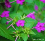 夜来香 . 文/高玉凤