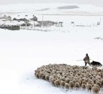 爱你   在草原飘雪的冬季（诗歌）  文/笔墨深秋 主播/紫萝兰