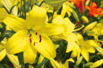 【如花的季节】文/最美的时光