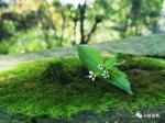 七绝•苔 米         文/长白居士