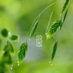 巜谷雨》  文/时光荏苒（陕西）都市头条—— 西银头条