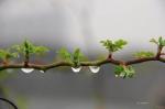 〈烟雨四月〉文/一往情深（重庆）