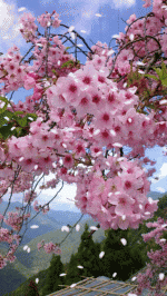 【七绝】塞北吟(新韵)   文/老山参