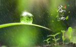 〈谷雨片想〉文/枫桥夜泊