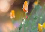 《播种希望》作者/袁兵宝【中华文化】成都头条
