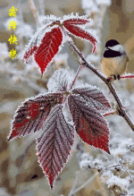 【南京头条】伤春（文/周恒旗）