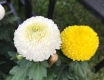 《云水居微刊》总第597期  玉屑漫天来，新妆驿使腮。