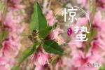 力荐《绝句.惊蛰三首》文田野 主播仁娟 总编金牌主播/诗茵若雨\滨州头条文学有声平台推送。