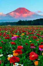 金萍诗歌欣赏【微组】花妖-京津沪头条  文/金萍  