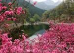 【望远行《二月春分桃花吟》词林正韵】词/老木子——贵州诗人