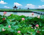 隆重推出精彩散文《金湖印象》 作者   张殿云  朗诵  姚春荷【采菊东篱文学社】特刊