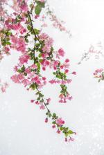 海棠  文/剧明水