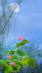 隆重推出《月夜荷花》外五首 文/杨迪焱 主播/仁娟 总编金牌主播/诗茵若雨_滨州头条文学有声平台推送