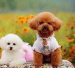 爱犬自述12  /吴题