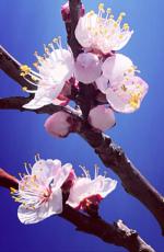 又见桃花  文/金萍 