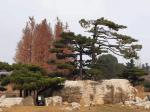 观松.张沛其（山东省临沂市）