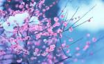 【特约作家】甘肃作家魏能强诗歌：《桃花开了》