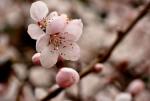 【鹧鸪天《桃花咏》词林正韵】词/老木子——贵州诗人