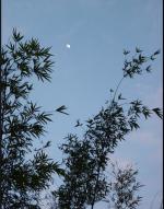 五绝•春夜月华浓【中华通韵】  文/王建