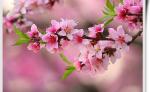 鹧鸪天 （词林正韵——晏几道体） 赏桃花 文/利剑（吉林） 