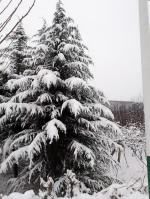 吕义孝（文•图）||雪之韵