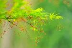 【诗词】七律.咏松（新韵）（外三首）// 王玉琏…《清江文学》发布