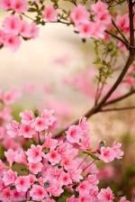 黄鹤诗苑||今日对联||三月夭桃，花须蝶影皆无赖   出联 夕儿