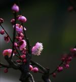 李峙||叹梅（外一首）