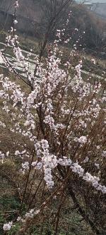 【散文】（李会芳）山桃花