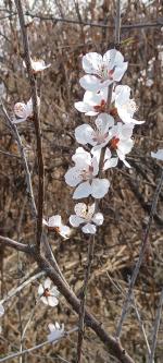 【散文】（李会芳）山桃花