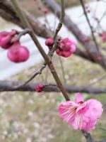 一夜飘摇——外一首｜文/郭祥廷【海外头条】