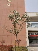 花满 —鹿邑实验二中