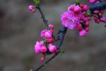 【散文】初春时节（文:柏哥||诵:长弓雅士）