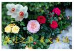 【馨语文苑】天津总社《腊梅小记》作者:老岛峡 诵读 沧海