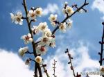 【馨语文苑】天津总社《腊梅小记》作者:老岛峡 诵读 沧海