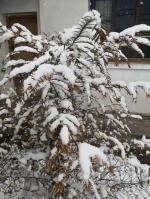 【美文】春雪/作者：杨迎勋