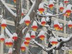 壬寅雪
