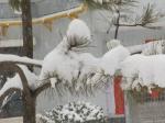 壬寅雪