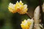 【结香花】艺华诗歌