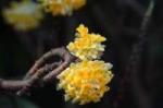 【结香花】艺华诗歌