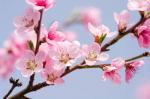 黄鹤诗苑||今日对联||三月夭桃，花须蝶影皆无赖   出联 夕儿