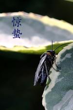 万物顺时起，神龙带雨鸣【爱上诗文化传媒】惊蛰.古诗词