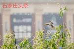春暧花开  作者/永远