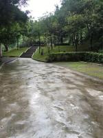 长春头条—芭蕉  冷雨  文/齐春梅 诵/李秀波