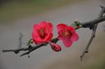 【散文】初春时节（文:柏哥||诵:长弓雅士）
