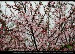 黑龙江古体诗社第十九期诗刊