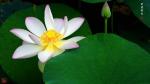 《出水芙蓉》  图文郭玉才