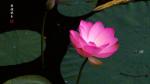 《出水芙蓉》  图文郭玉才